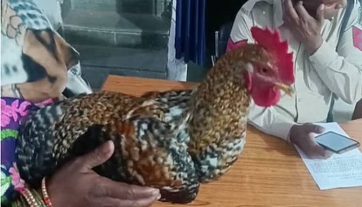 पड़ोसी ने रची मुर्गे के मर्डर की साजिश, एफआईआर दर्ज करवाने पर अड़ी महिला, उलझन में फंसी पुलिस