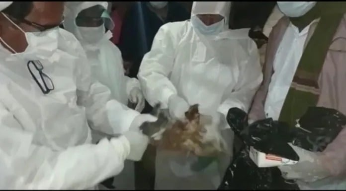 बोकारो में 1000 से अधिक मुर्गियों को मारा गया औऱ 300 अंडे किए गए नष्ट, जानें ऐसा करने का कारण