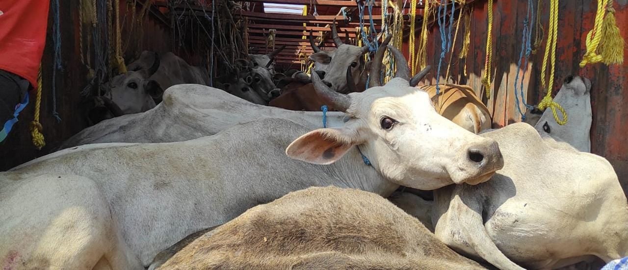 ओडिशा से 48 मवेशियों से लदा कंटेनर जब्त, छह तस्कर गिरफ्तार