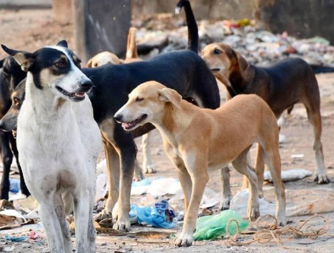 निरसा में मां की जगह बेटी को रेबीज की सूई देने पर बवाल, विधानसभा तक पहुंचा आवारा कुत्तों का मुद्दा, जानिए क्या हुई चर्चा
