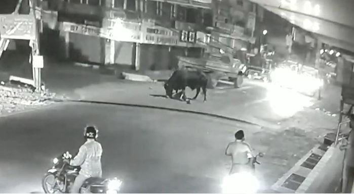 जमशेदपुर में सांड का आतंक, दो लोगों की मौत