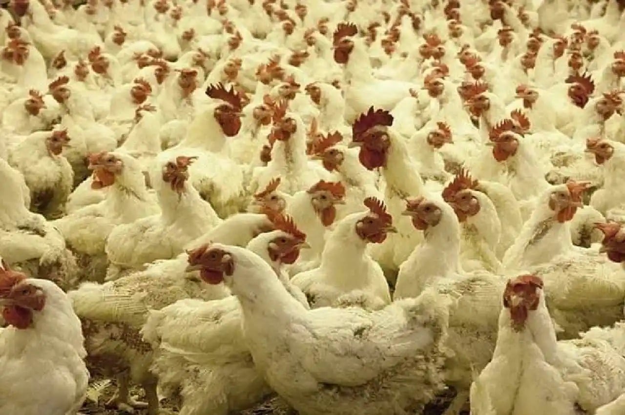 राजधानी रांची में बर्ड फ्लू ने दी दस्तक, रिपोर्ट आने के बाद पशुपालन विभाग ने जारी किया अलर्ट