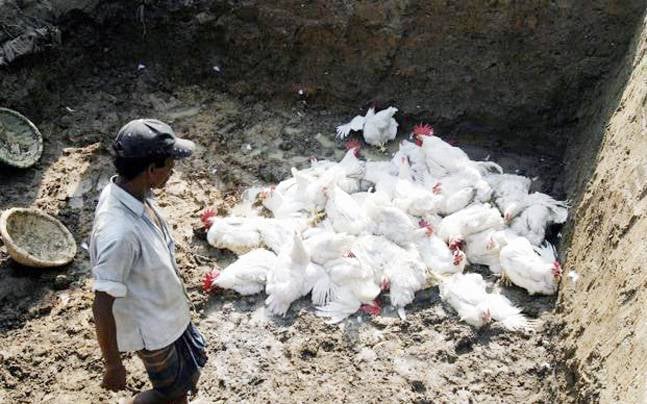 होली के रंग में भंग करने रांची पहुंचा Bird Flu, रैपिड रिस्पांस टीम का गठन, संक्रमित इलाके में मुर्गियों की खरीद-बिक्री पर रोक