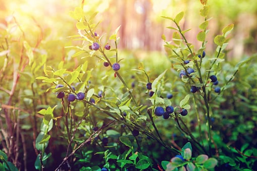 जंगली फल खाने से 27 छात्र बीमार, स्कूल बंक कर जंगल घूमने गये थे छात्र, जानिए पका फल देख कैसे अपने आप को रोक नहीं पाये छात्र