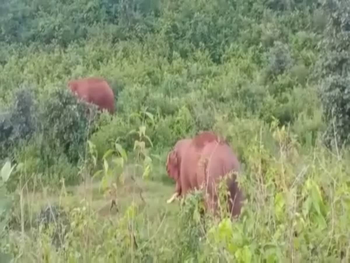 हाथी के साथ सेल्फी लेना पड़ा महंगा, हाथी ने कुचल कर ली युवक की जान
