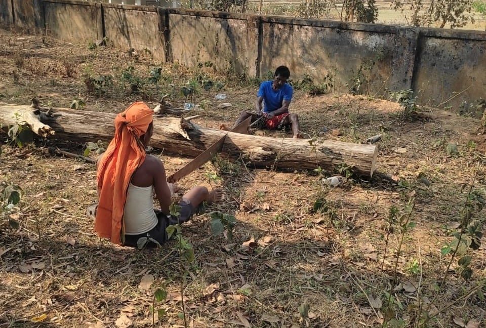 विद्यालय के शिक्षकों की मिली भगत से काटे जा रहे शीशम के पेड़, जांच की मांग
