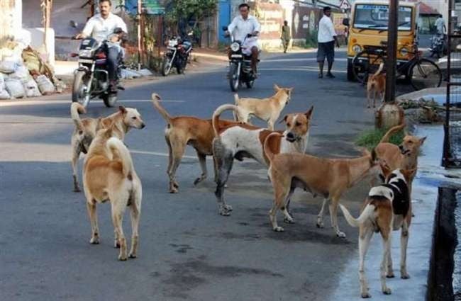 धनबाद में 'साइलेंट किलर' बन गए हैं आवारा पशु, इस रिपोर्ट में जानिए कुत्तों के झुंड का आतंक
