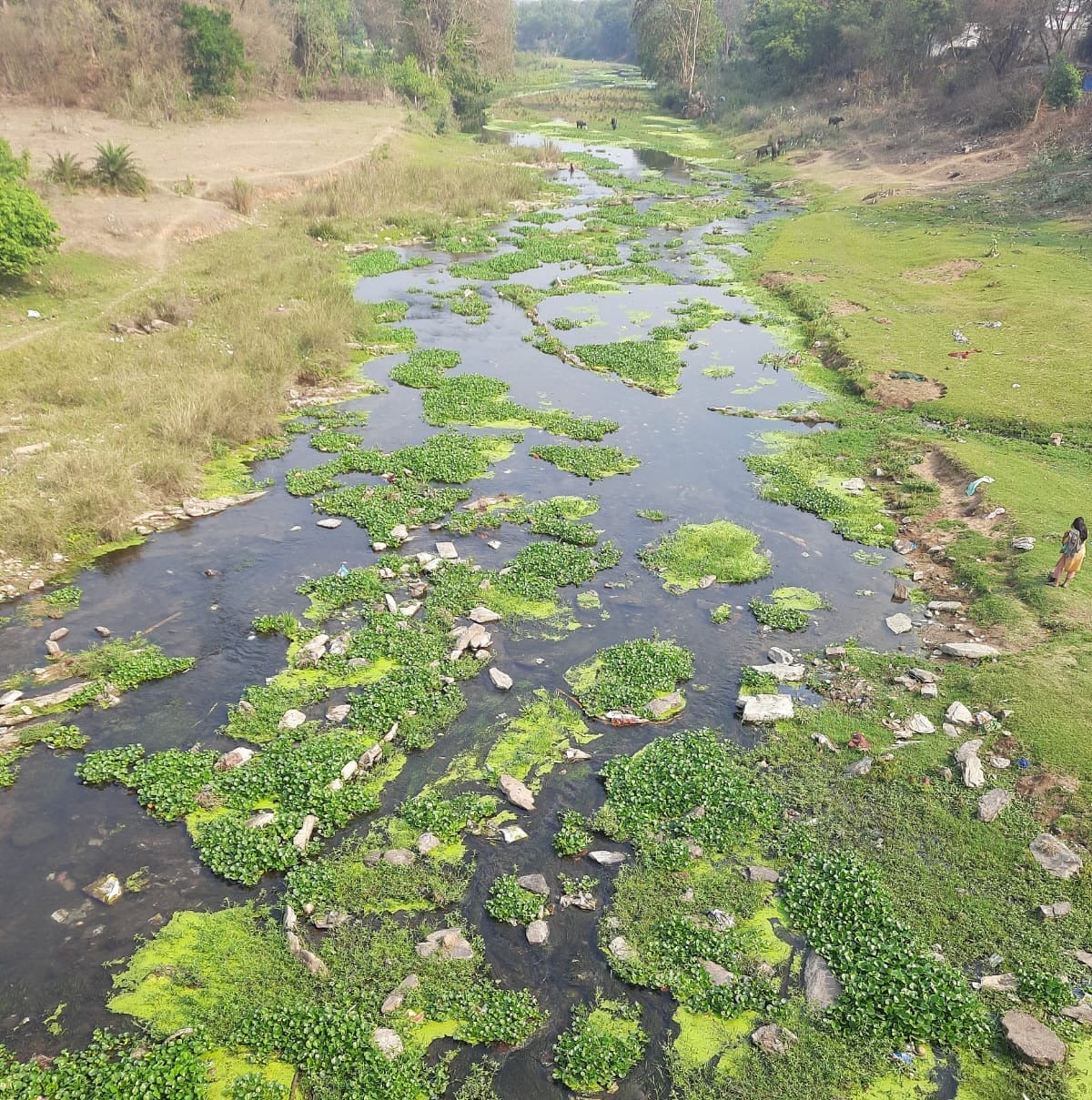 जीवनदायिनी कहलाने वाली रोरो नदी का अस्तित्व खतरे में, जोड़ा तालाब की स्थिति भी बदहाल, जानिए पूरी डिटेल्स