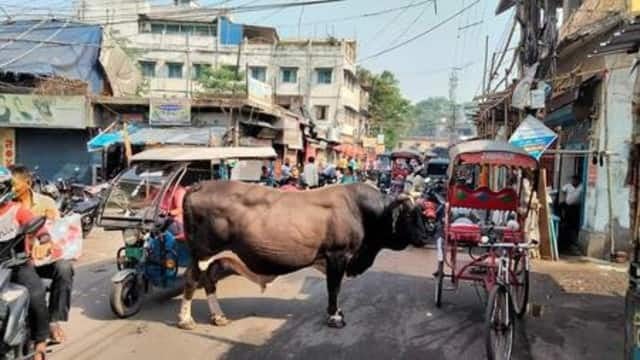 "किलर सांड" को अब गौशाला भी नहीं रखेगा,फिर धनबाद के राहगीरों की सुरक्षा कैसे होगी,पढ़िए इस रिपोर्ट में पूरा डिटेल्स