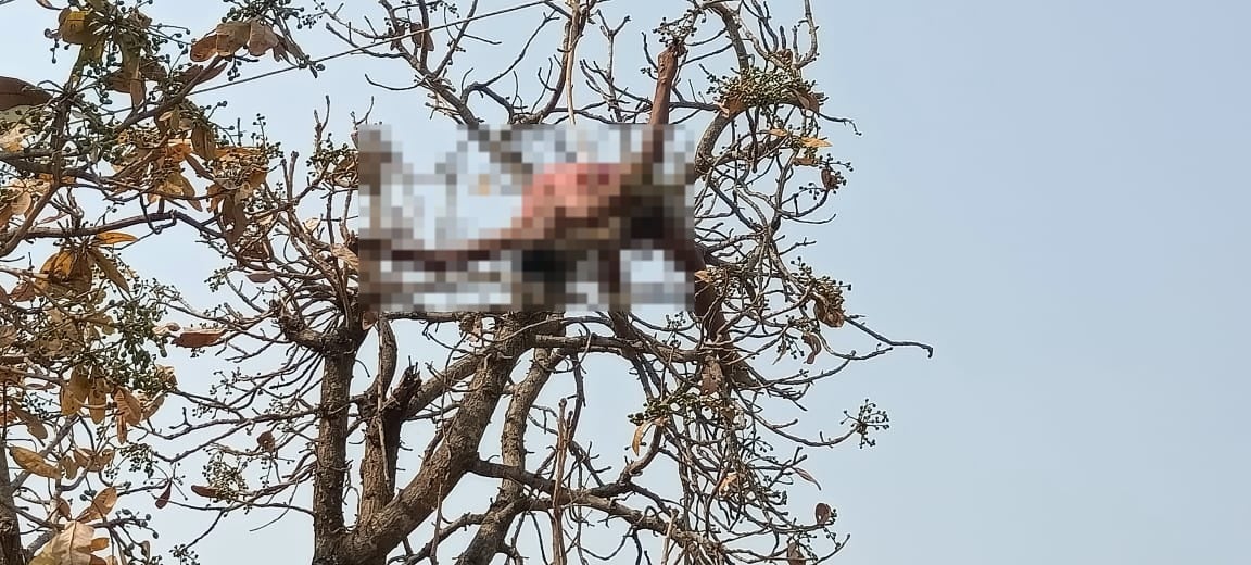 पेड़ पर चढ़े शख्स की हाई एक्सटेंशन बिजली तार की चपेट में आने से मौत, जानिए पूरी घटना