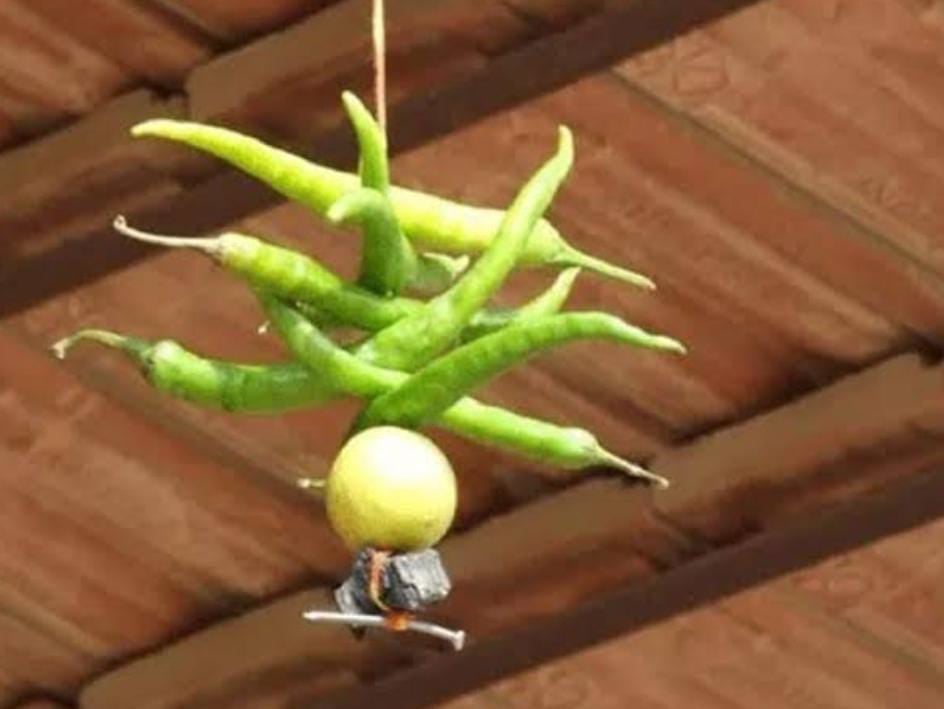 अगर इस तरीके से घर-दुकान में टांगते है नींबू-मिर्ची तो तुरंत बदले तरीका, नहीं तो होगा नुकसान