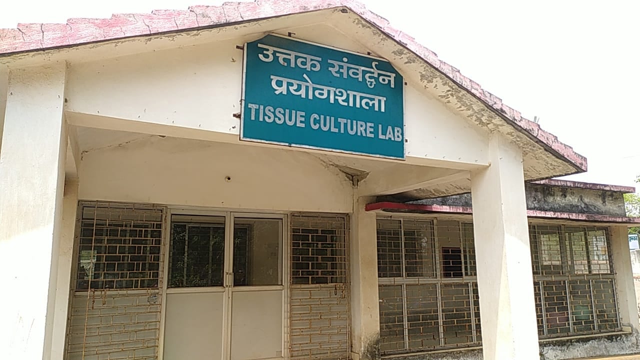 कृषि मंत्री के क्षेत्र में शोभा की वस्तु बना टिशू कल्चर लैब, किसान बहा रहे अपनी बदहाली का आंसू