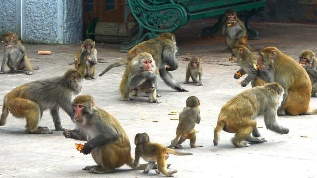 हापुड़ में बंदरों के मौत पर उठे सवाल, चौकाने वाला हुआ खुलासा, जानिए पूरी खबर