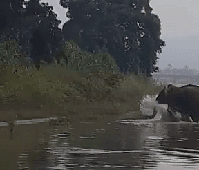 गांव में  हाथियों ने मचाया आतंक, एक युवक को कुचला