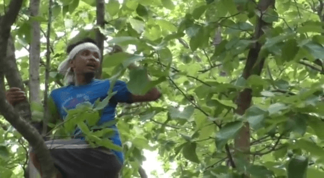 झारखंड़ का एक ऐसा गांव,जहां घर-घर रहता है जंगल टार्जन..!