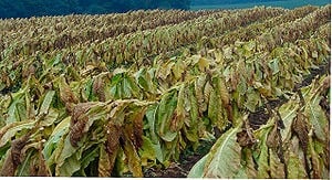 31 मई को पूरे देश में गुंजेगा -" हमें भोजन चाहिए, तंबाकू नहीं",जानिए हर साल कितने लोगो की जान लेता है तंबाकू