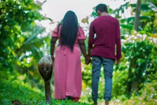 कपल्स ने  सांप के साथ कराया प्री-वेडिंग शूट, देखकर आप भी हो जाएंगे हैरान