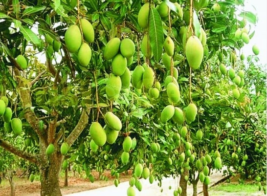 बिरसा आम बागवानी किसानों के लिए वरदान, बंजर जमीन पर इस किसान ने उगाया आम