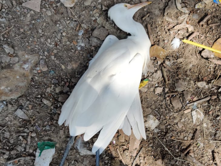 बिहार में काफी संख्या में बगुलों की मौत, क्या हीटवेव और भीषण गर्मी है वजह?