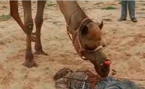 ऊंट ने अपने मालिक को दी दर्दनाक मौत, सिर को जबड़े से पकड़कर जमीन पर पटक-पटक कर मार डाला