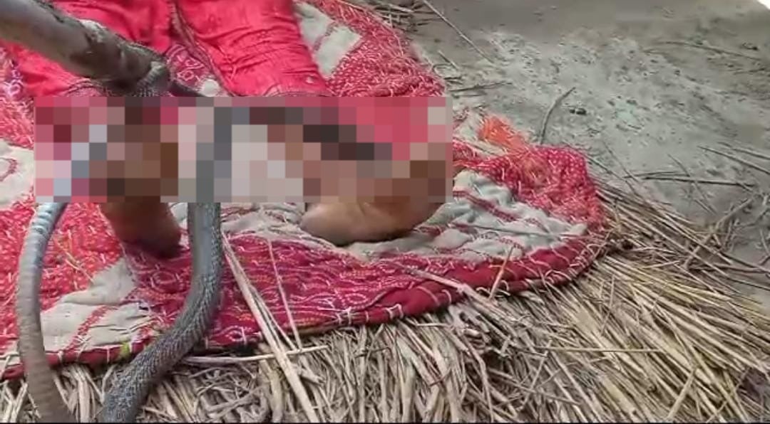 जानी दुश्मन बनकर नाग ने लिया बदला, महिला को डंसने के बाद भी बैठा रहा शरीर पर, फिर लोगों ने किया ये....