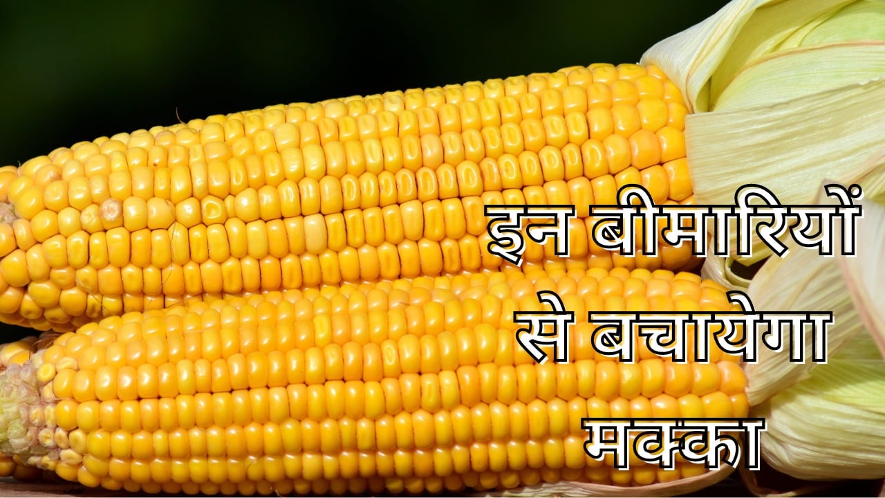Benefits of Corn:मॉनसून में लिजिए मक्का का मजा, स्वाद के साथ इन बीमारियों से रखता है सुरक्षित