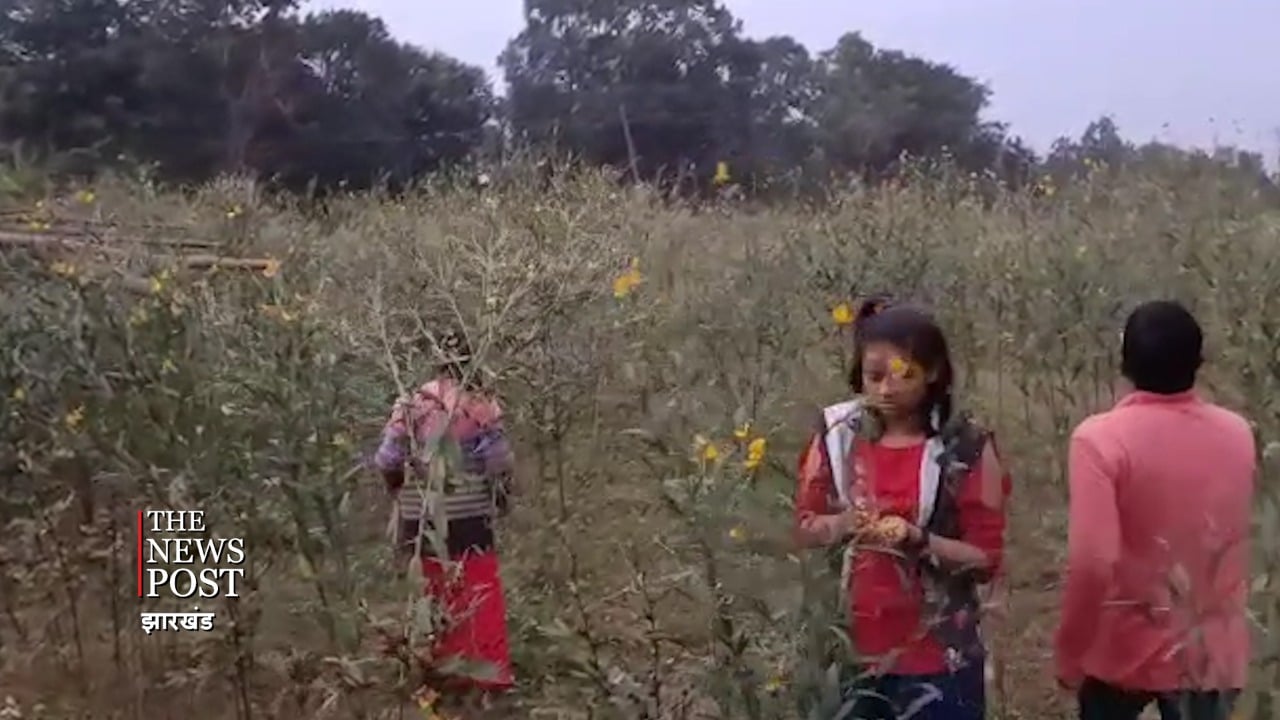 मधूमेह और कैंसर जैसी गंभीर बीमारियों से बचना है तो खाएं इस फूल की सब्जी