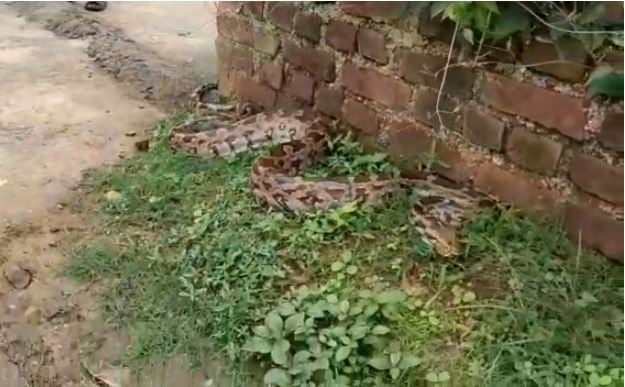 घर में निकला 8 फीट का अजगर, देखने के लिए लोगों की लगी भीड़