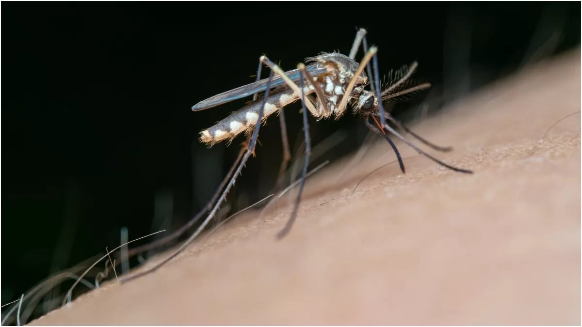 झारखंड में जापानी बुखार की दस्तक: 3 लोग पाए गए संक्रमित, एक की मौत