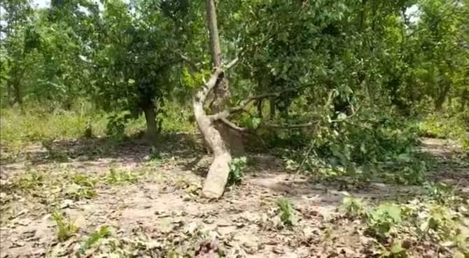 आदिवासी-मूलवासी की बात करने में आगे, लेकिन वन पट्टा वितरण में पीछे, आखिर किस दुविधा में फंसी है हेमंत सरकार