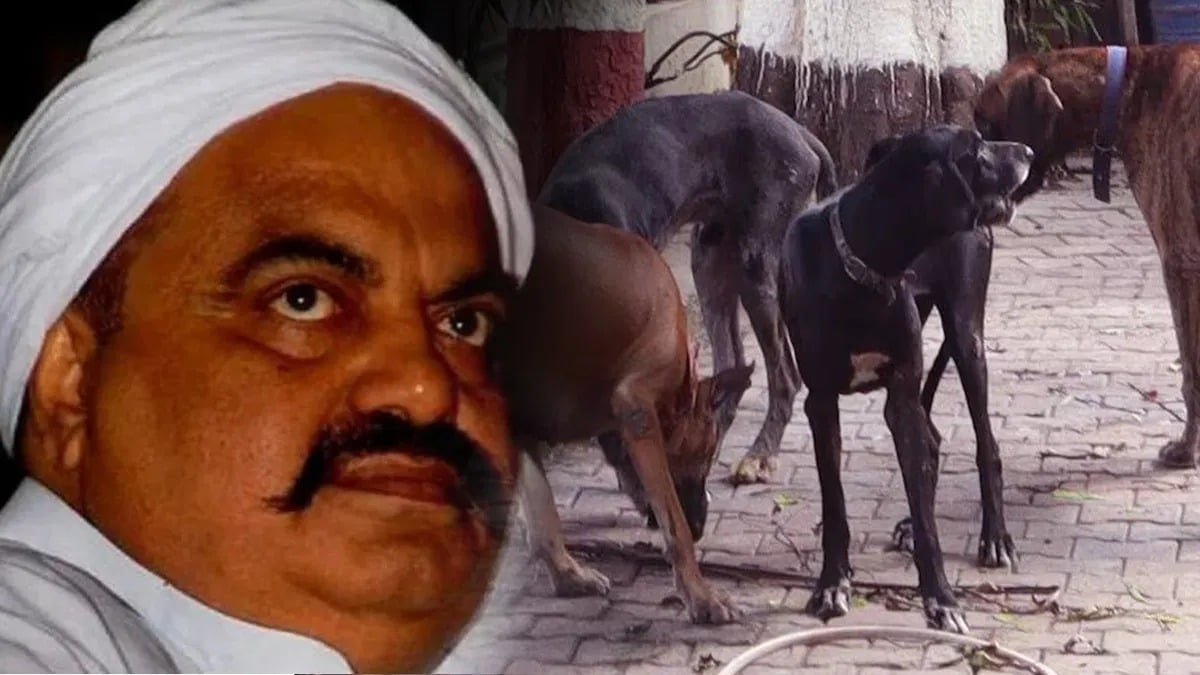 कभी UP MAFIA अतीक से पहले लोग उनके कुत्तों से मिलाते थे हाथ, अब कुत्ते ही शरणार्थी बन गए