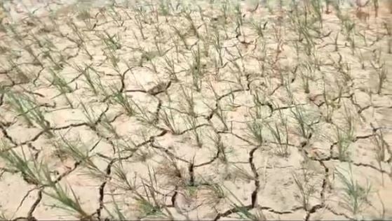 कम बारिश से किसान तबाह, खेतों में पड़ी मोटी-मोटी दरारें, जानें क्यों किसान पहुंच रहे मस्जिद