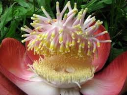 एक ऐसा फूल, जिस पर खुद विरामान हैं  भोले नाथ