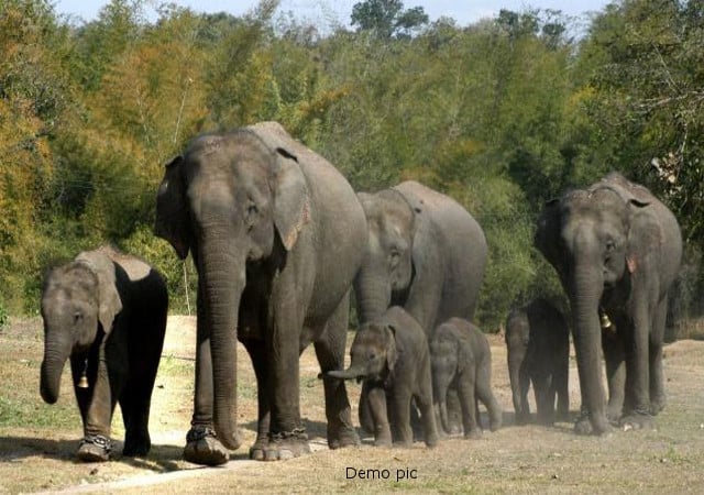 धनबाद की टुंडी में फिर उतरा हाथियों का दो दल, घर तो तोड़े ही,बच्चों के निवाले भी चट कर गए