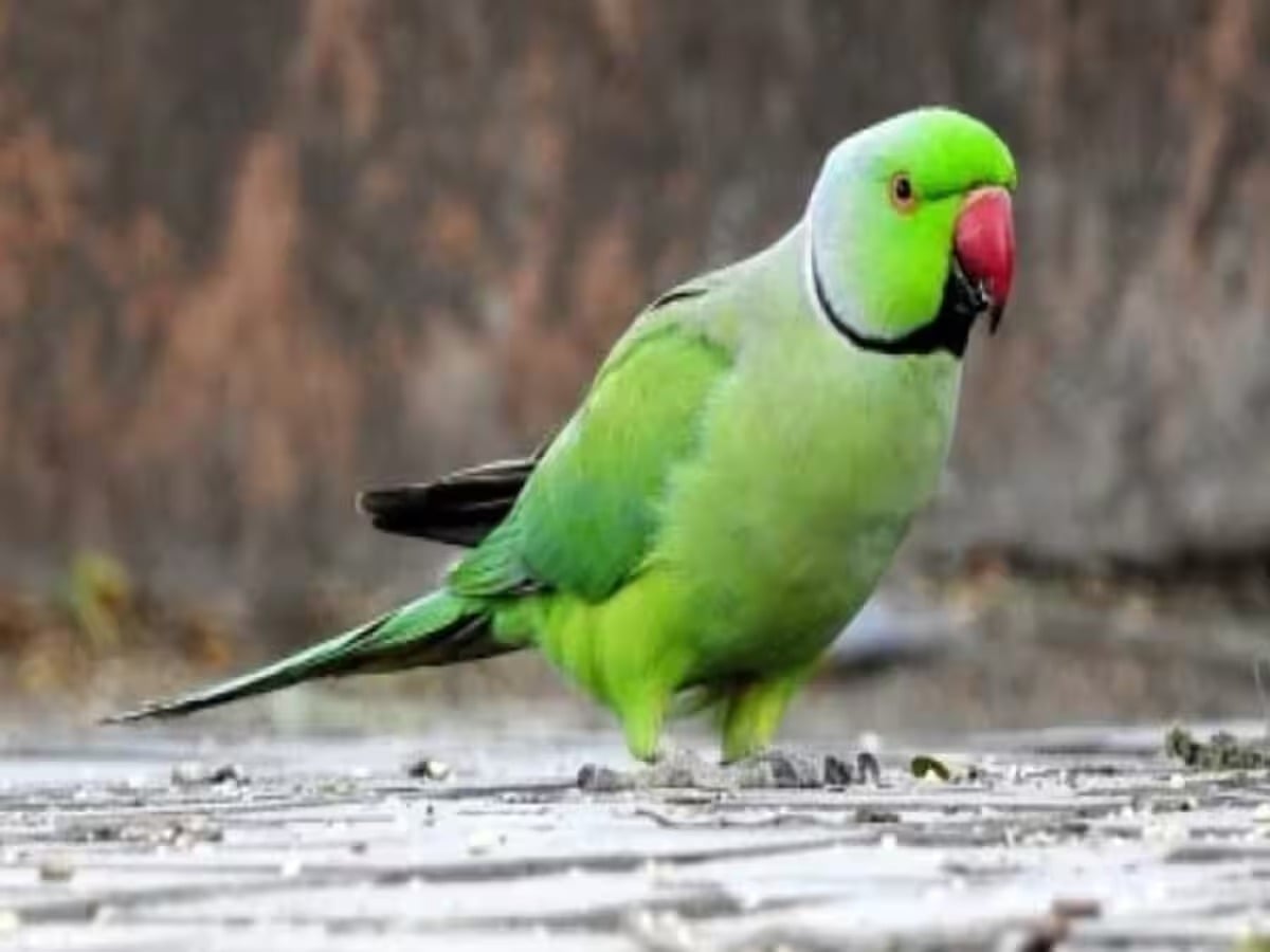 देखिये!! बिहार के जमुई के इस तोते को ,हिंदुस्तान जिंदाबाद का नारा सुन आप भी पड़ जाएंगे हैरत में