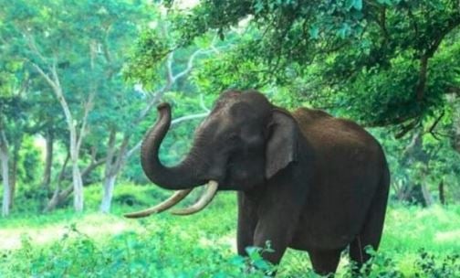 सिमडेगा में दिखा जंगली हाथी का गुस्सा, 8 साल की लड़की को कुचलकर मार डाला