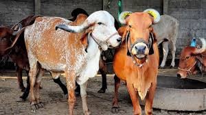 अब जानवरों में सरोगेसी संभव, अच्छी नस्ल के गाय के लिए मददगार