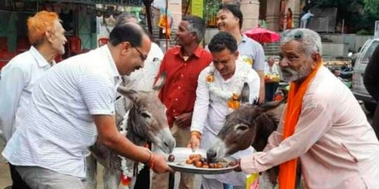 गजब है भाई ! गधे को खिलाया जा रहा गुलाब जामुन, आखिर क्या है इसकी वजह