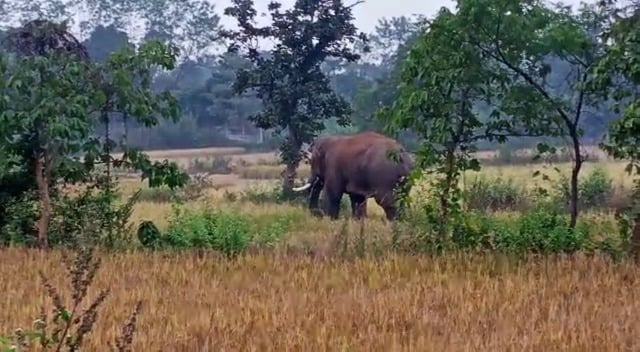 महुआ शराब पी कर मतवाला हुआ हाथी, रिहायशी इलाके में मचाया उत्पात