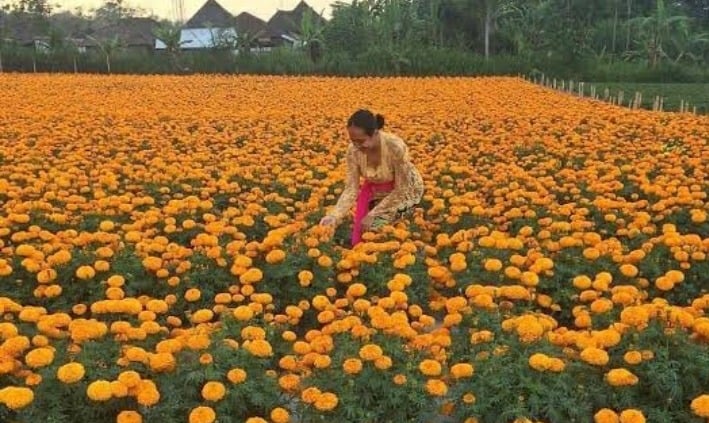 गेंदा फूल की खेती से बदली पलामू की इस महिला की किस्मत, जानें कितना हो रहा मुनाफा