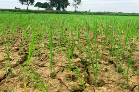 मॉनसून की दगाबाजी और सूखाड़ के हालात, झारखंड को 100 करोड़ की सहायता राशि देगा केन्द्र