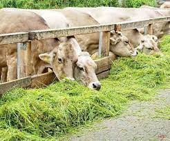 BREAKING:चारा घोटाला मामले में कोर्ट का बड़ा फैसला, पूर्व विधायक समेत 89 लोग दोषी करार