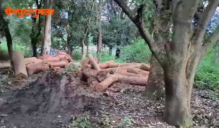 गुमला में लाखों के मूल्य का सखुआ जब्त, तस्कर फरार