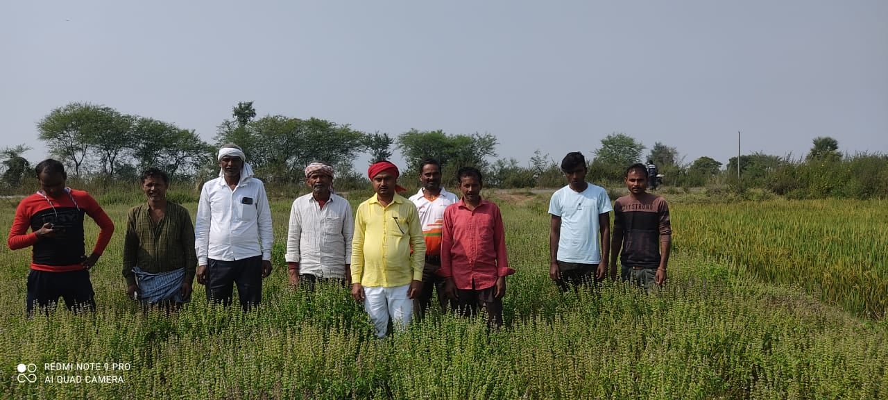 पलामू में लहलहा रही तुलसी की खेती, किसानों को हो रहा बंपर लाभ