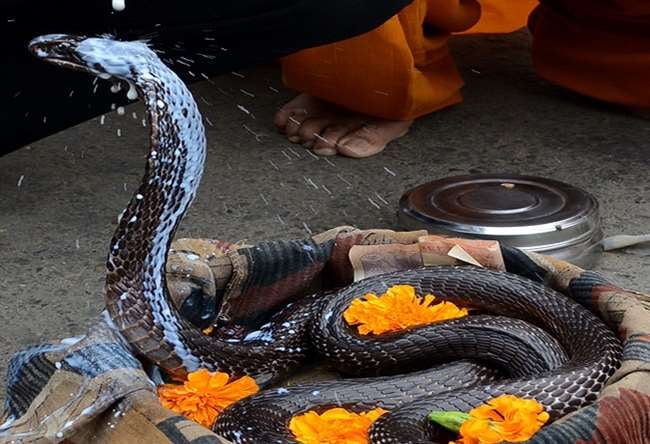 सावन में पंचमी को नाग देवता की पूजा करने से कालसर्प दोष से मिलती है मुक्ति