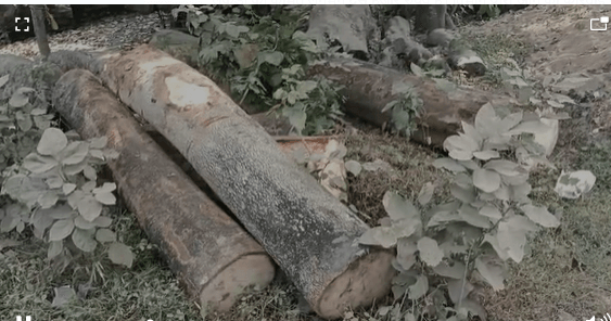 पाकुड़ में वनविभाग की छापेमारी, दस हजार रुपए की अवैध लकड़ी जब्त