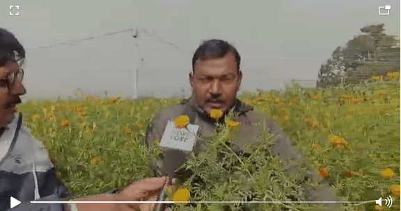 खौफ के साए में जहां होती थी अफीम की खेती, आज खिल रहे गेंदा के फूल