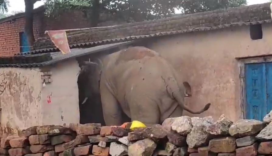 झारखंड में हाथियों का आतंक जारी, हजारीबाग, रामगढ़ में लगातार मचा रहा उत्पात,वन विभाग ने कसी कमर