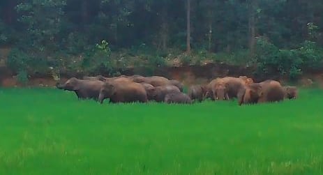 बोकारो में नहीं थम रहा गजराज का आतंक, अब गोमिया में घूम रहा जंगली हाथियों का झुंड, दहशत में जी रहे ग्रामीण