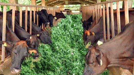 कभी हड़िया बेचकर जिंदगी की गाड़ी खींचती थी, आज डेयरी का कारोबार कर खुद लिख डाली अपनी किस्मत